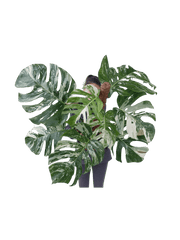 Monstera Variegata buschig