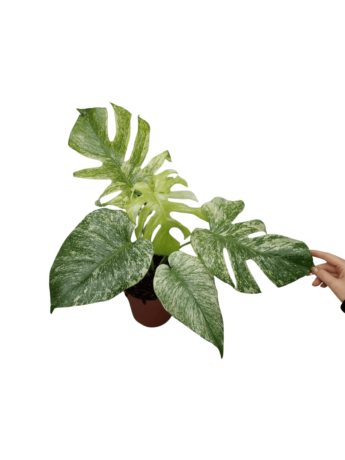 Monstera Mint Adult