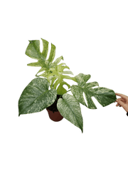 Monstera Mint Adult