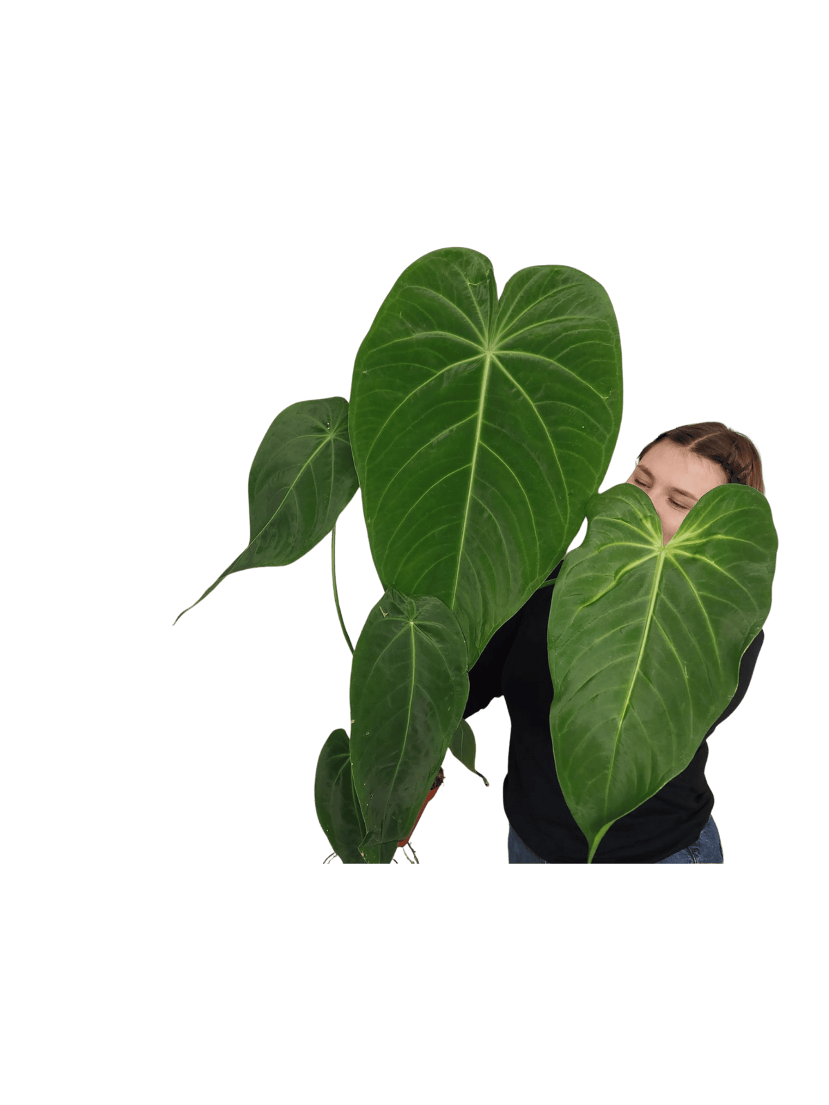 Anthurium Warocqueanum x Waterburyanum