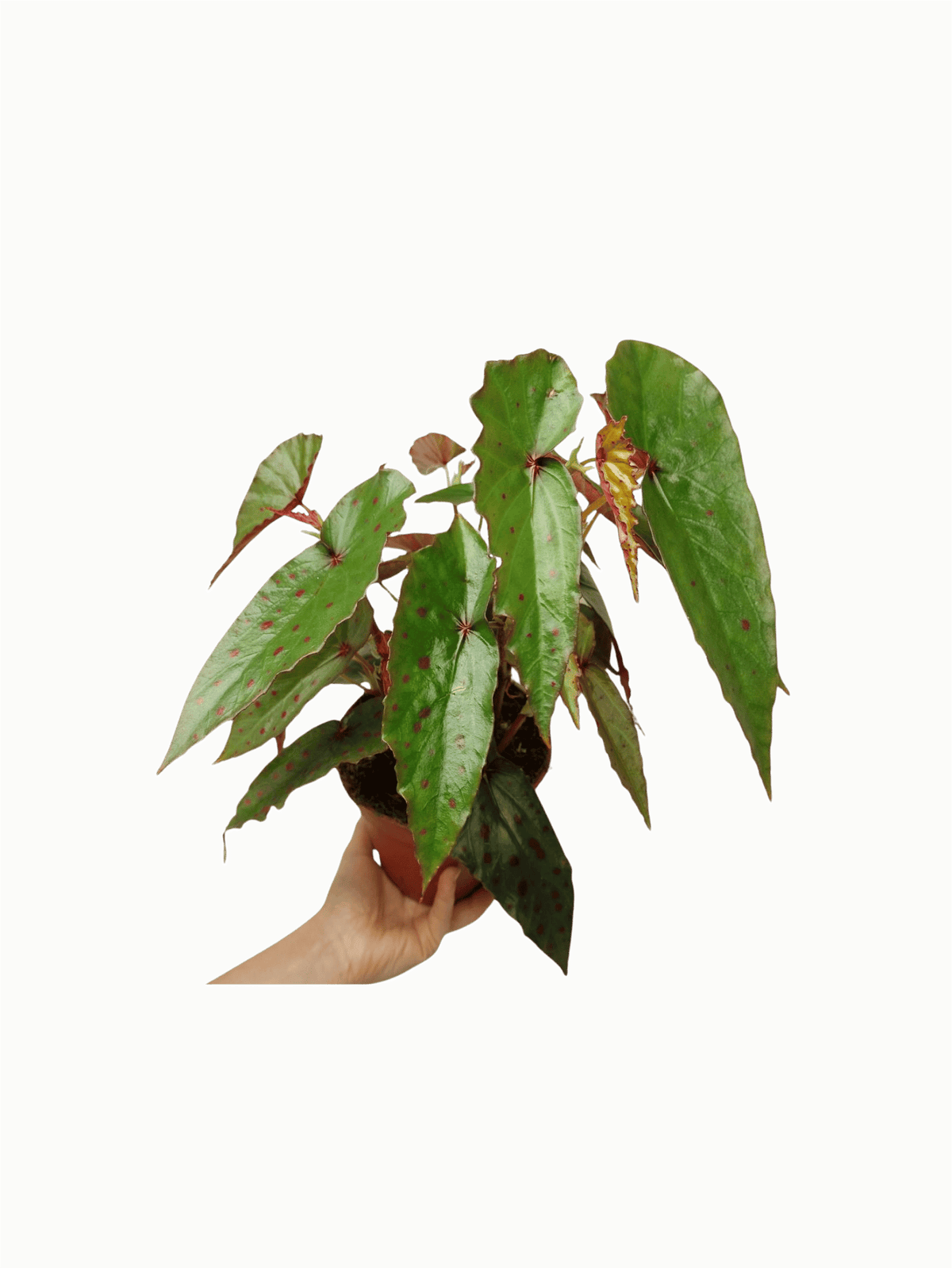 Begonia Amphioxus x Malachosticta buschig