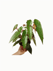 Begonia Amphioxus x Malachosticta buschig
