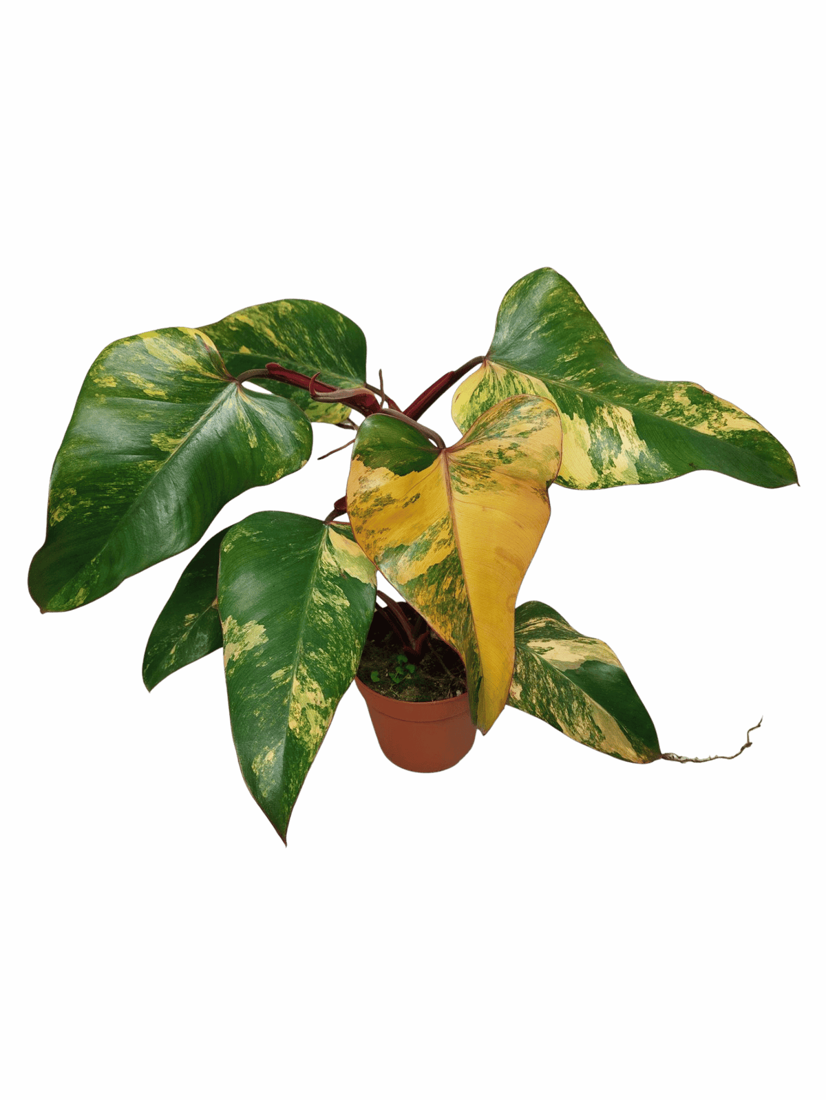 Philodendron Strawberry Shake