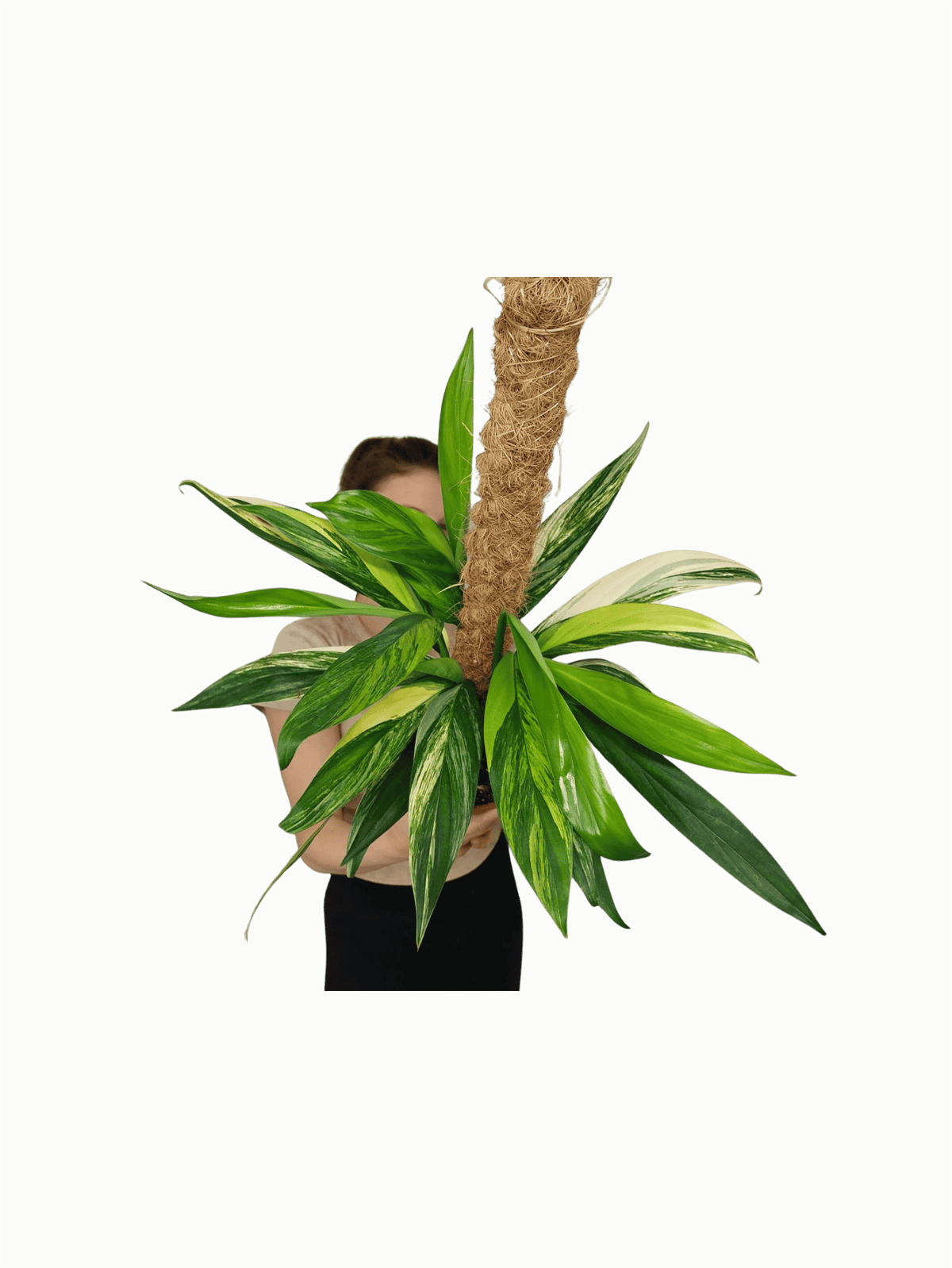 Epipremnum Amplissimum Aurea buschig