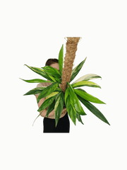 Epipremnum Amplissimum Aurea buschig