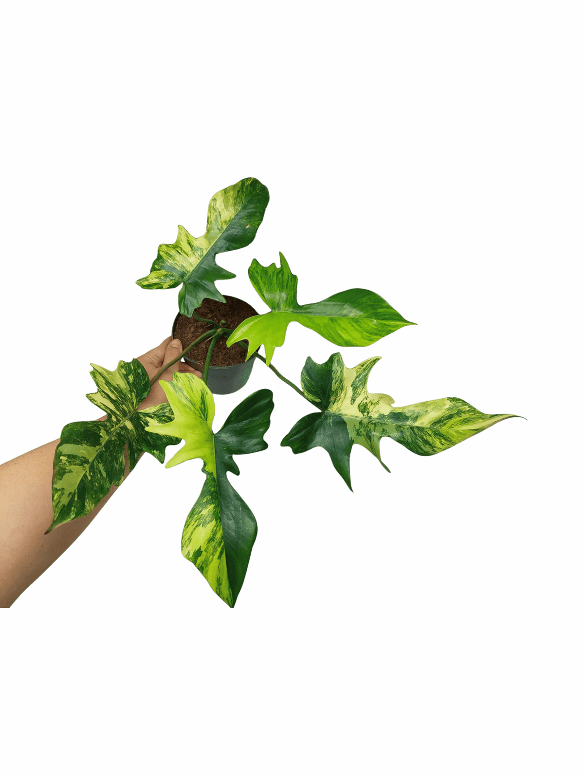Philodendron Florida Beauty x Mayoi Variegata