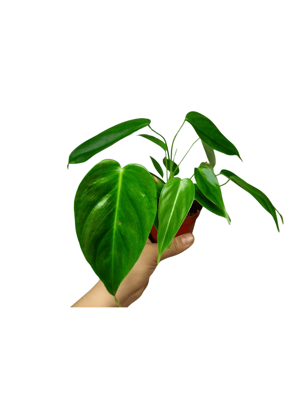 Philodendron Esmeraldense
