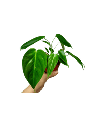 Philodendron Esmeraldense