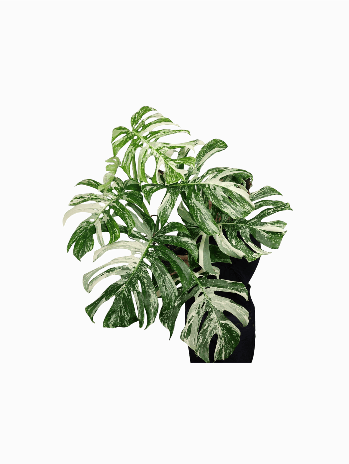 Monstera Variegata Adult
