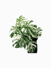 Monstera Variegata Adult