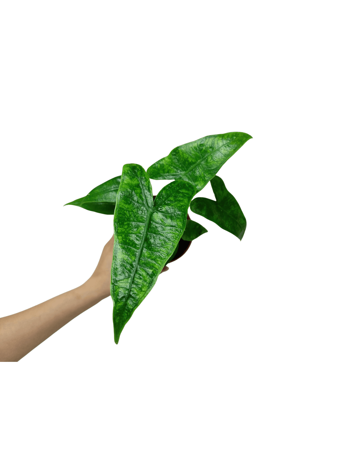 Alocasia Zebrina Reticulata