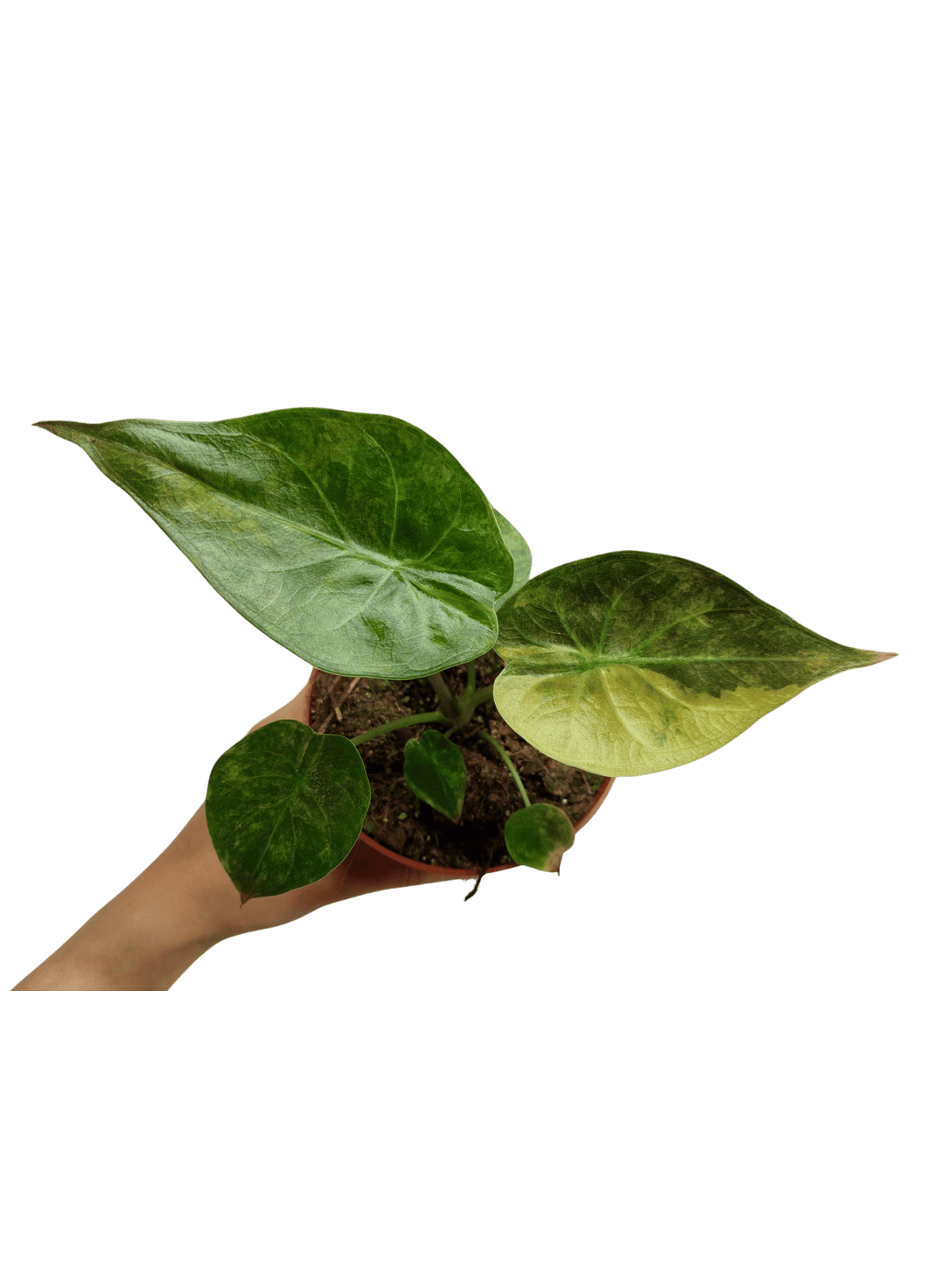 Alocasia Wentii Aurea