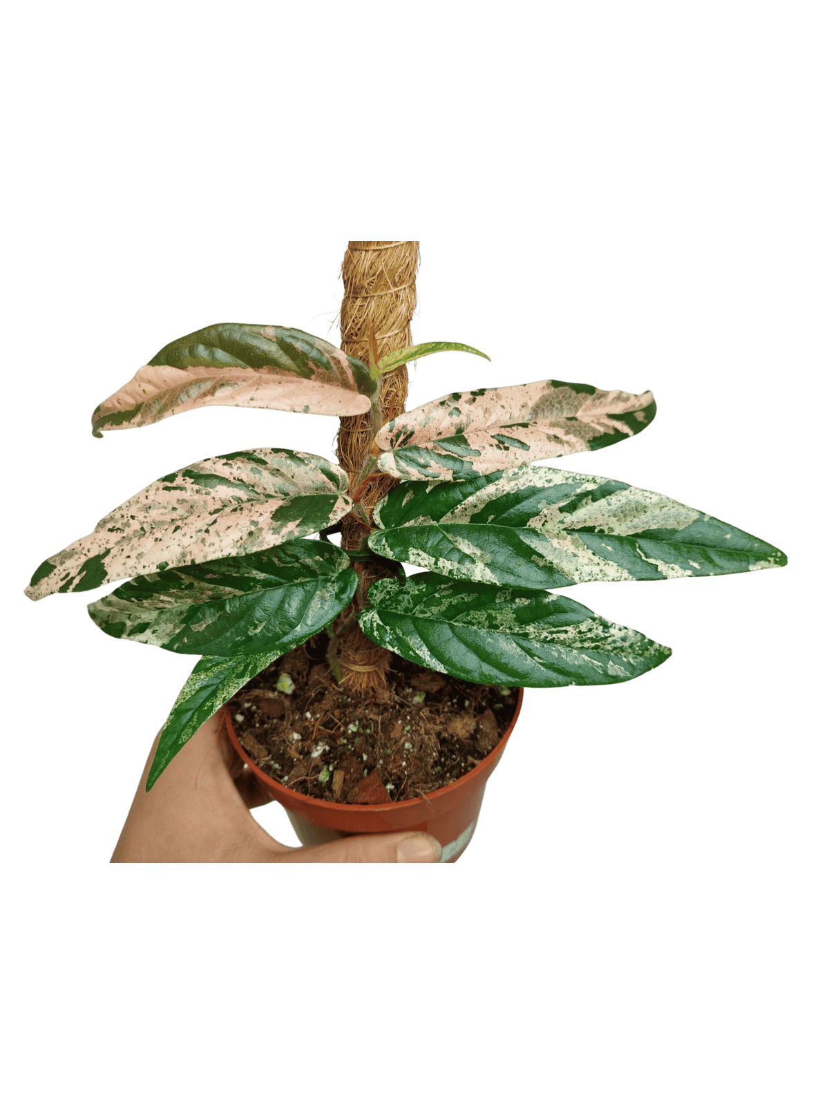 Ficus Sagittata Pink Variegata am Stab
