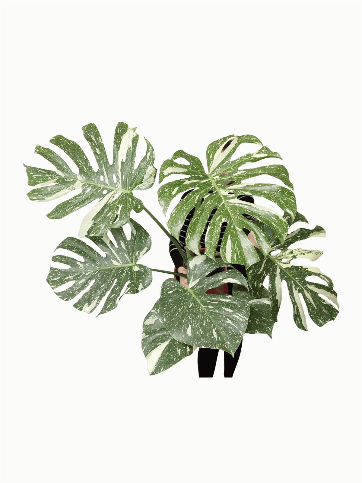 Monstera Thai Constellation XXL