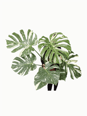 Monstera Thai Constellation XXL