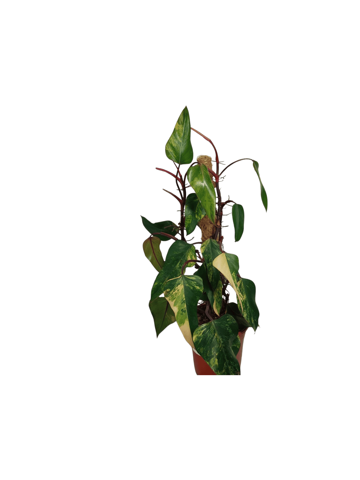 Philodendron Strawberry Shake Groß
