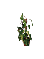 Philodendron Strawberry Shake Groß