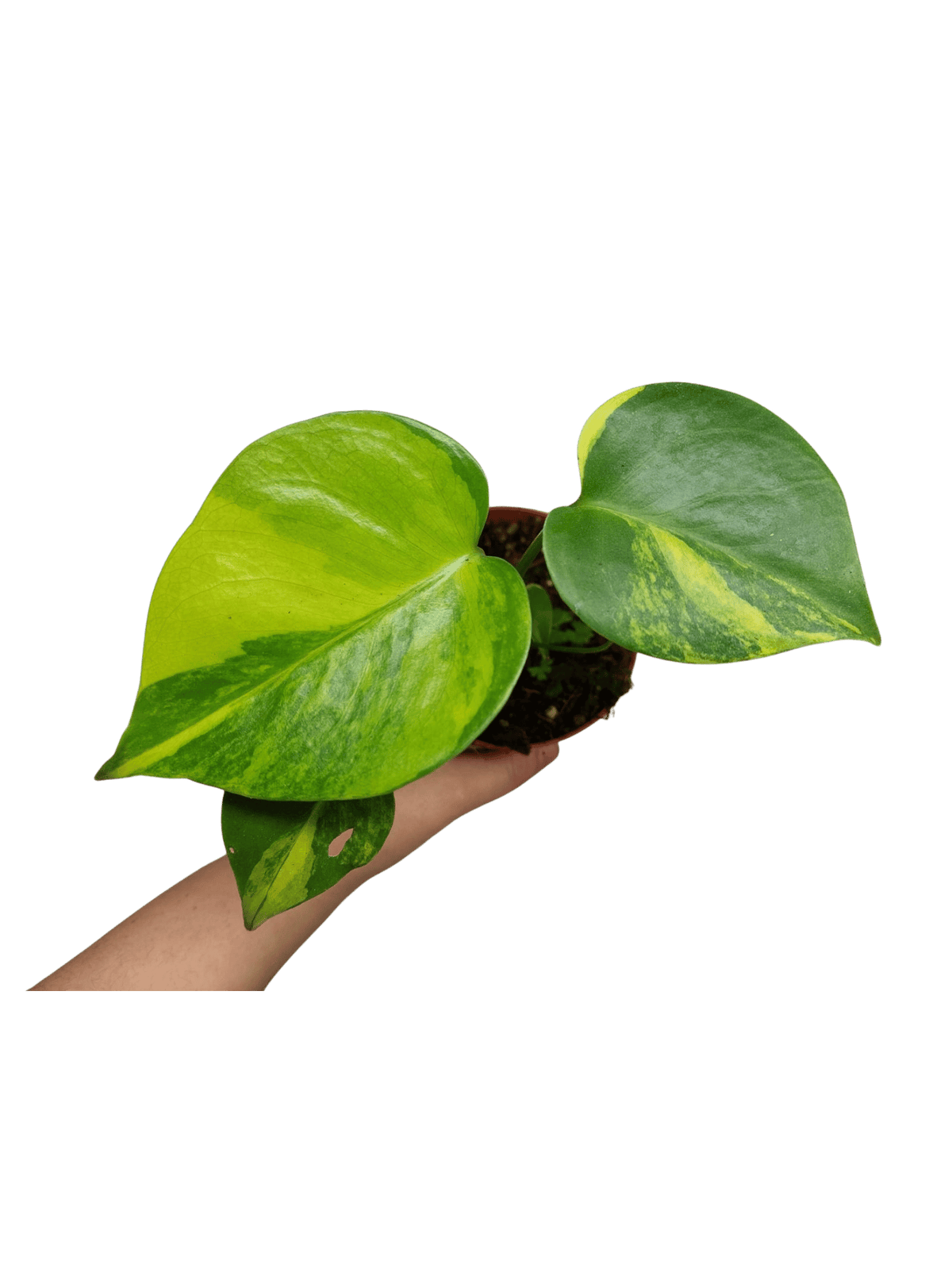 Monstera Aurea Yellow Marilyn