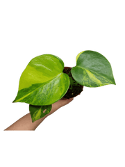 Monstera Aurea Yellow Marilyn