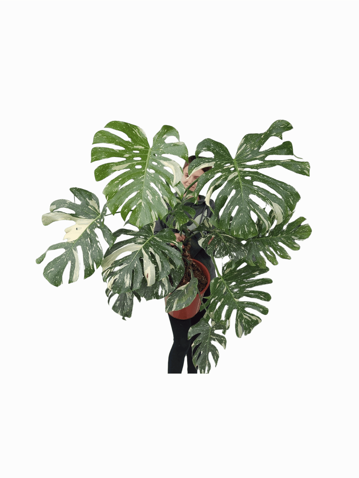 Monstera Thai Constellation groß