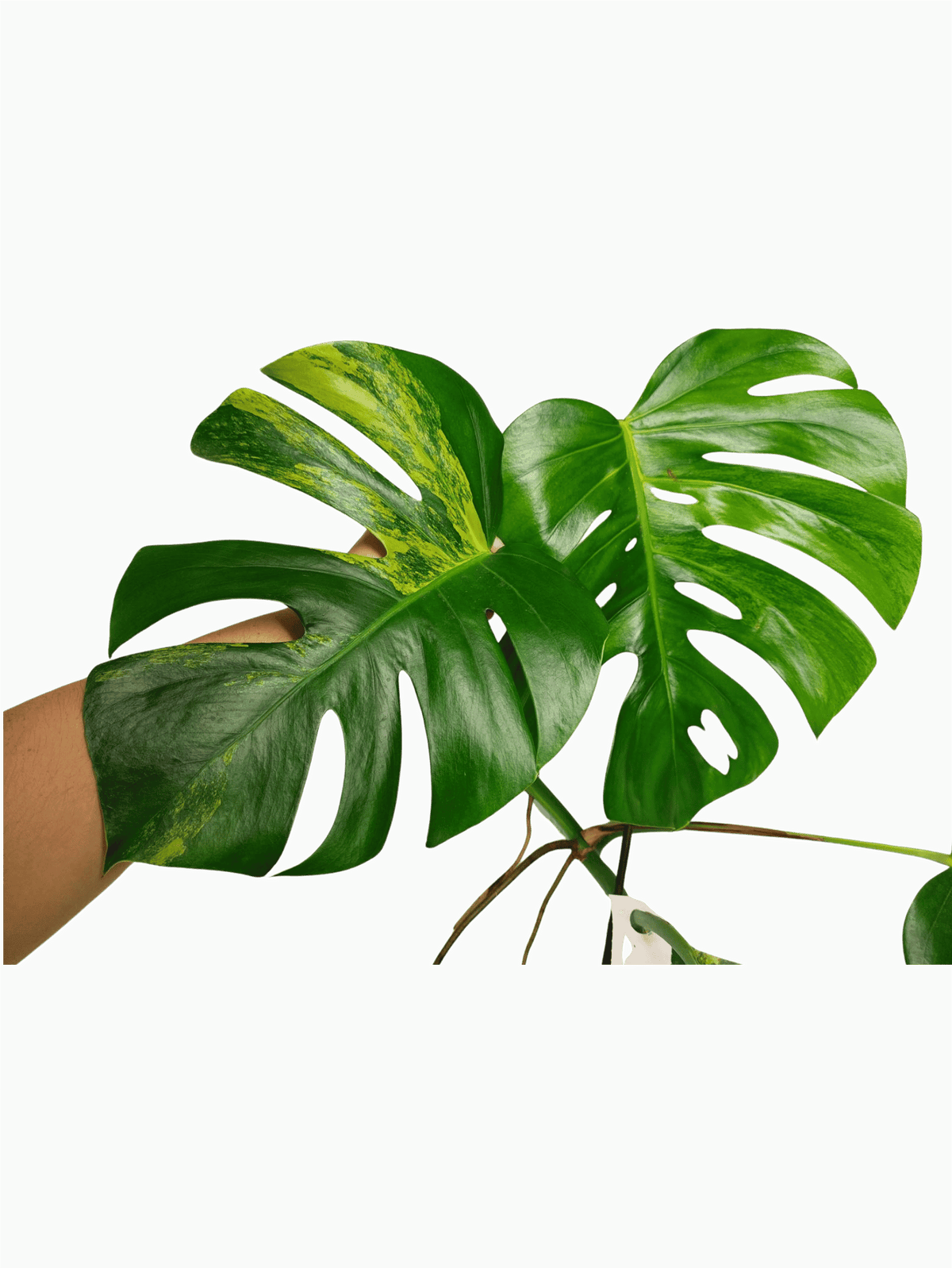 Monstera Aurea Stecklinge