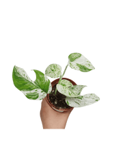 Epipremnum Pinnatum Marble Variegata