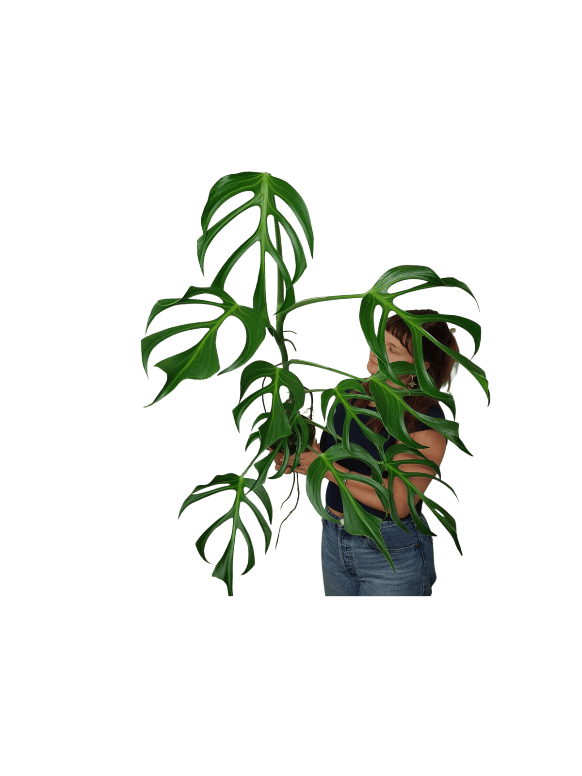 Monstera Burle Marx Flame XXL