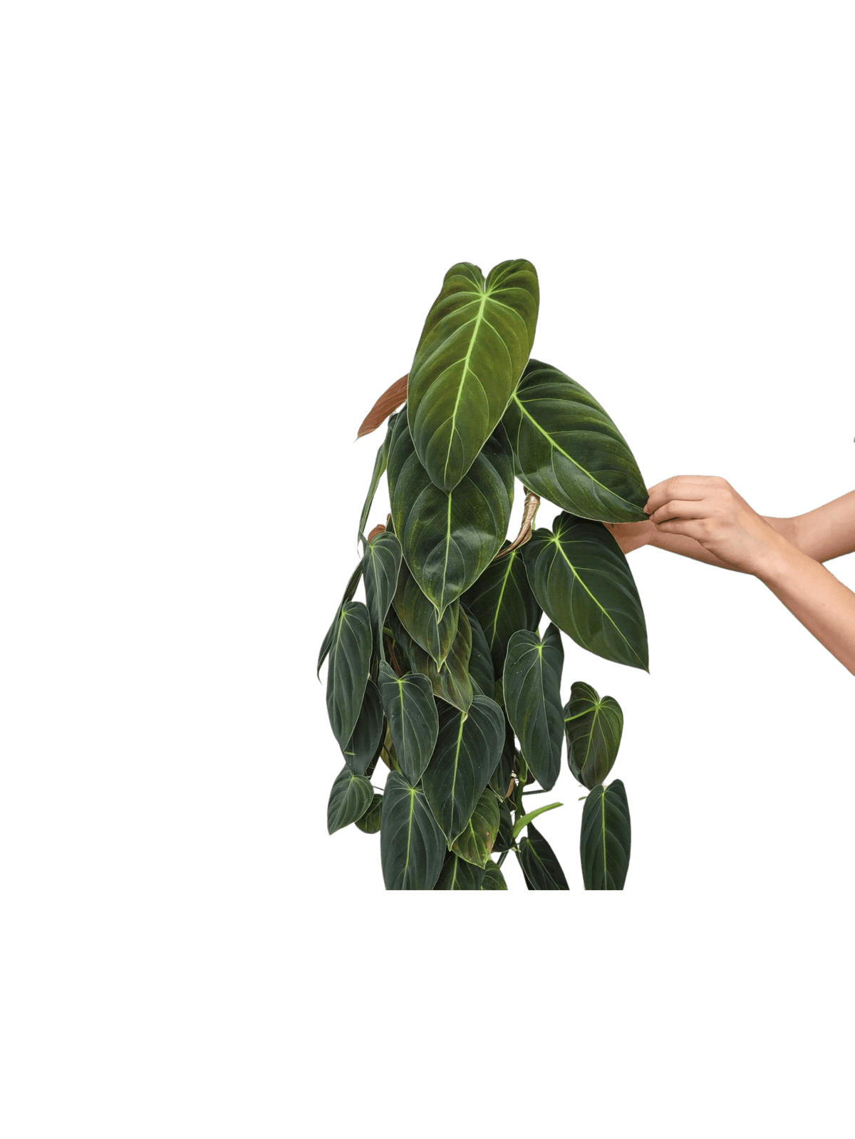 Philodendron Melanochrysum groß