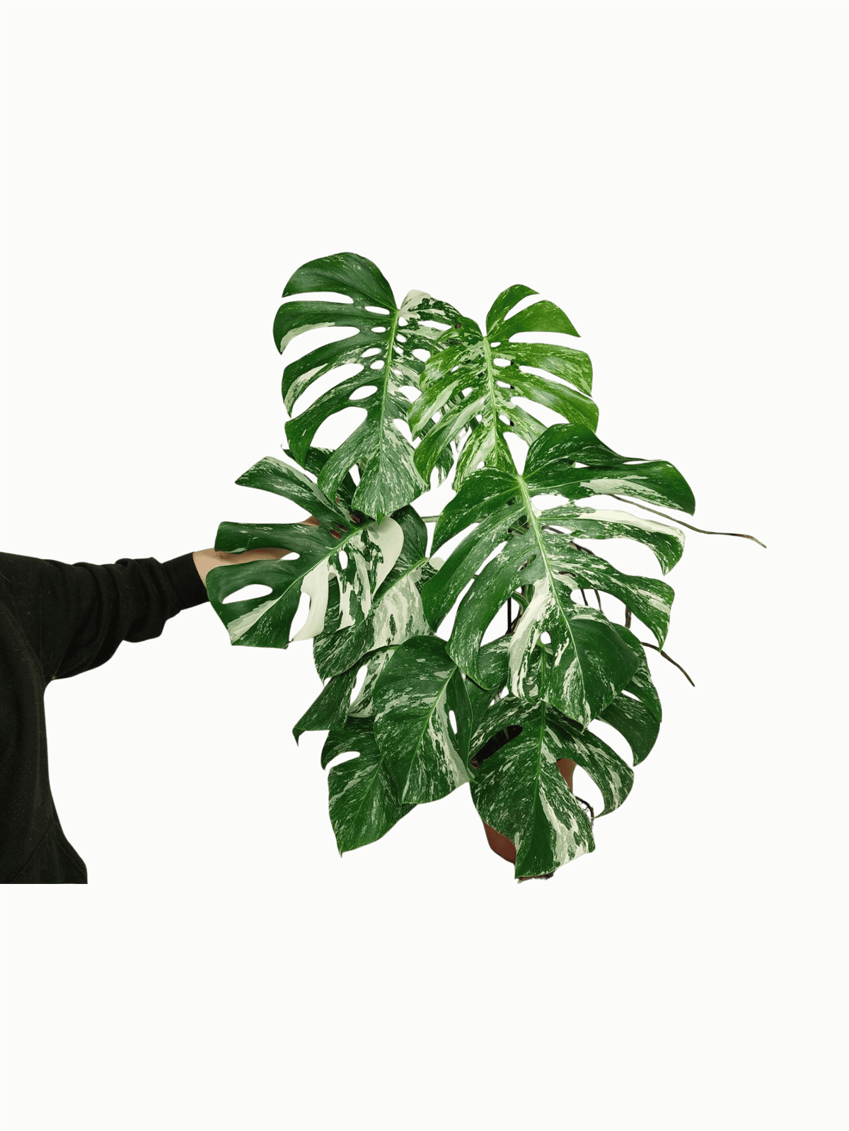 Monstera Variegata Adult