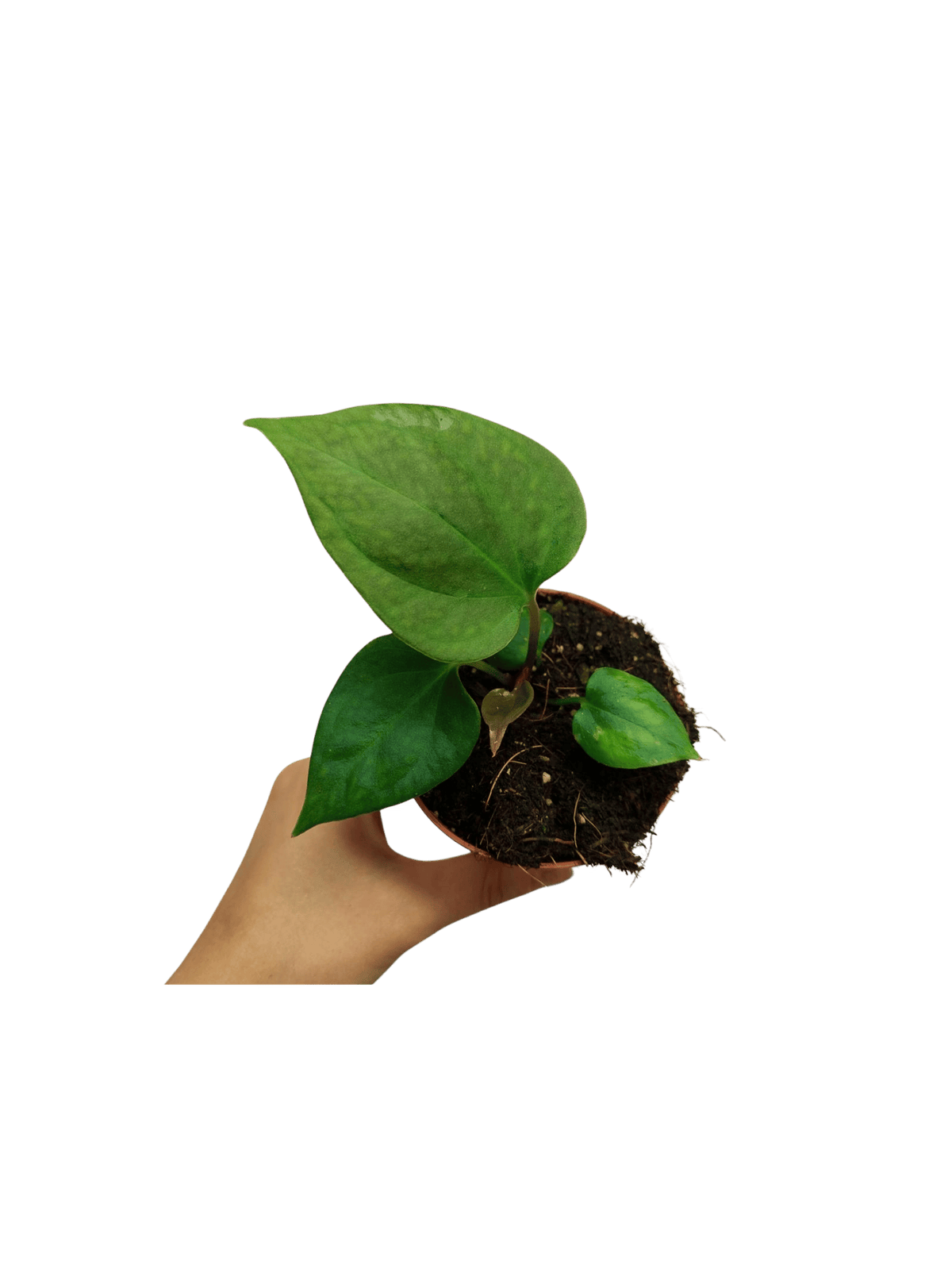 Anthurium Portillae
