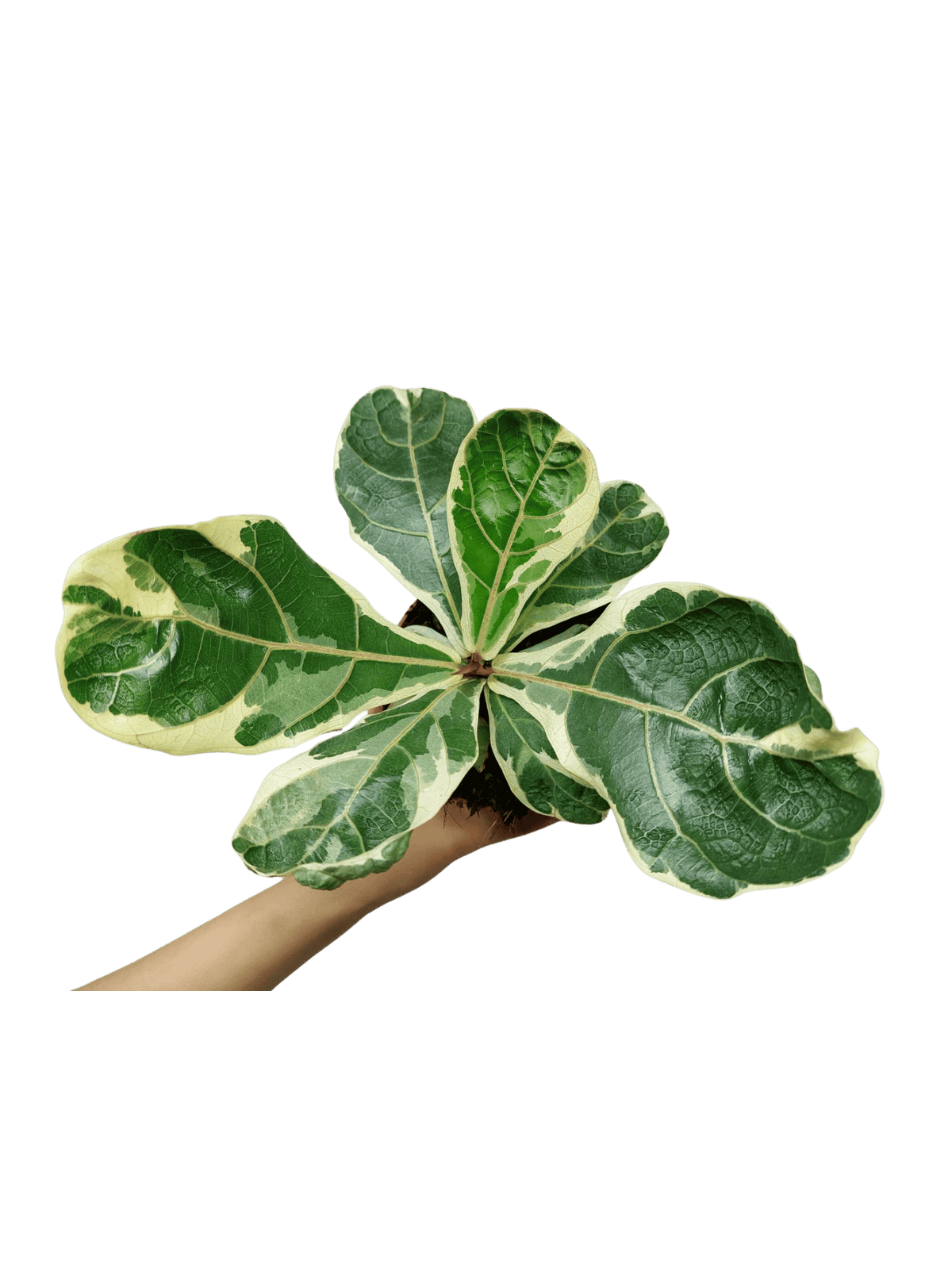Ficus Lyrata Variegata