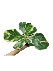 Ficus Lyrata Variegata