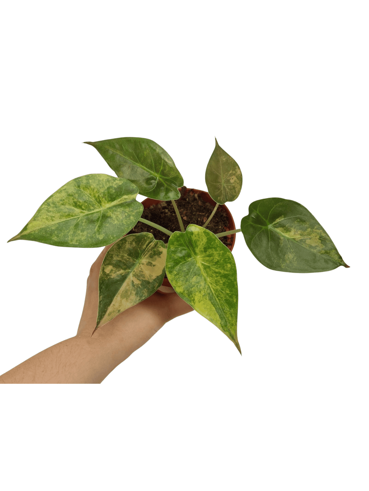 Alocasia Wentii Aurea Sunset