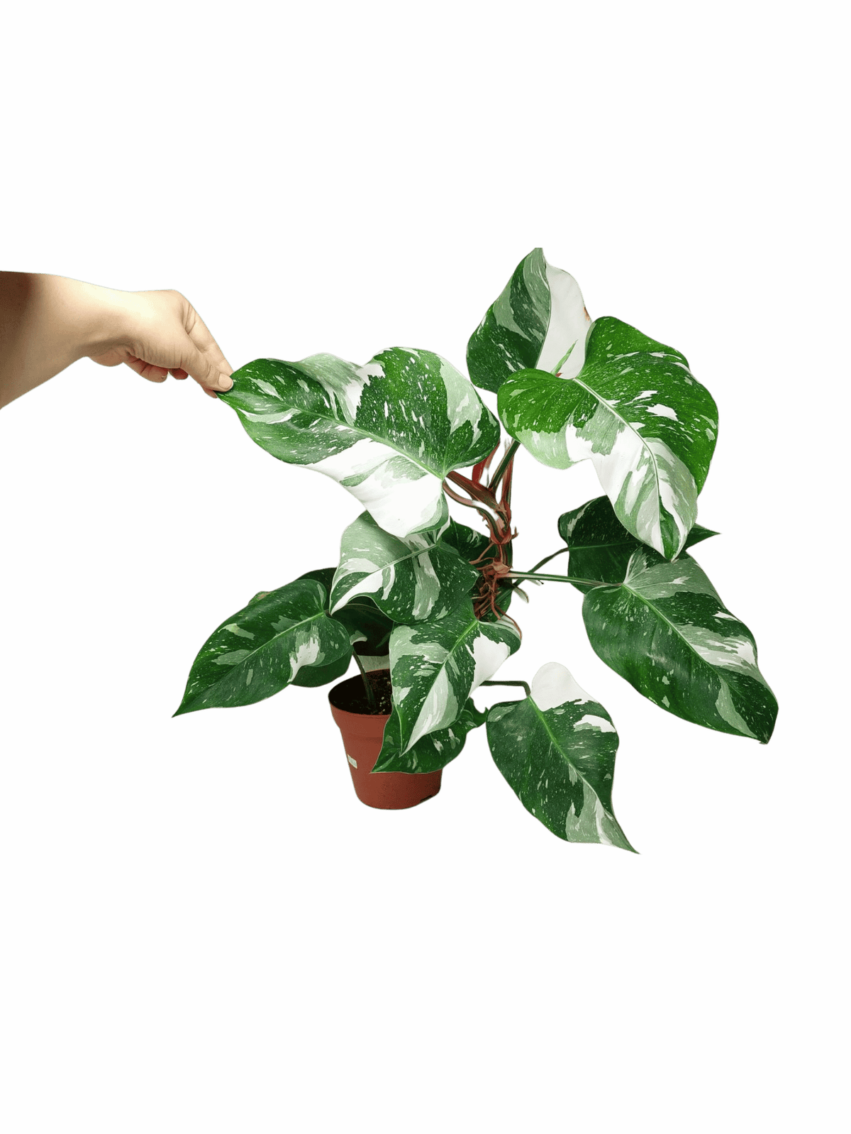 Philodendron White Princess