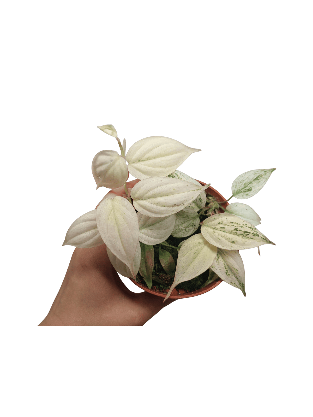 Philodendron Micans Pink Marble Variegata