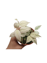 Philodendron Micans Pink Marble Variegata