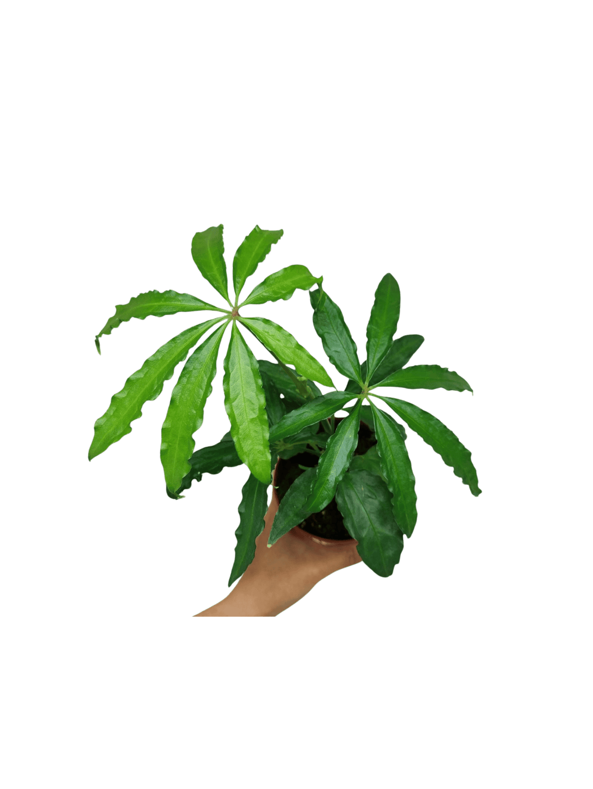 Anthurium Polyschistum