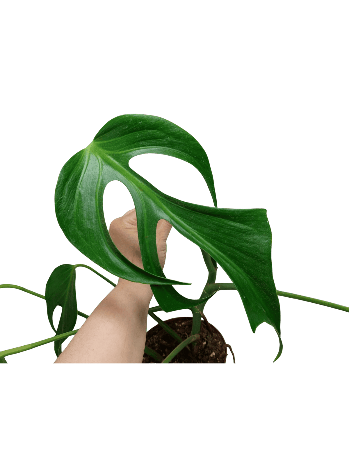 Monstera Burle Marx Flame Stecklinge