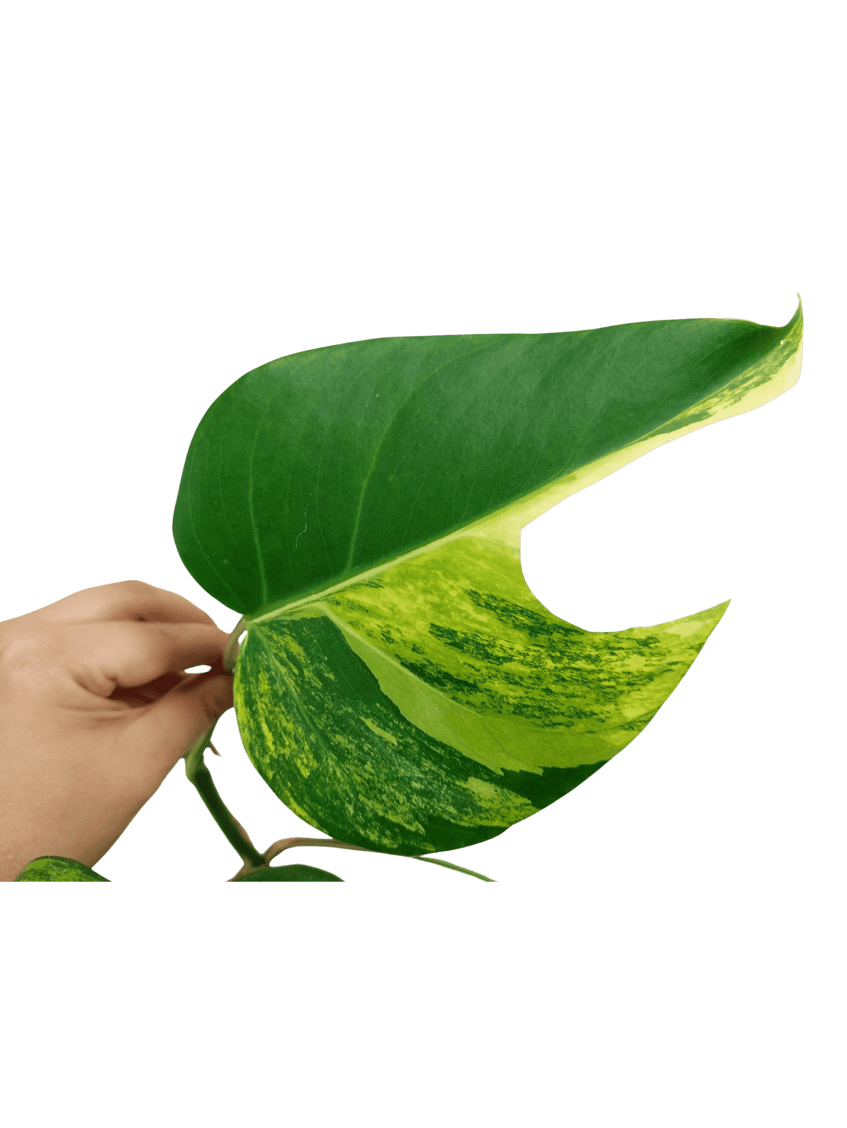 Monstera Aurea Stecklinge