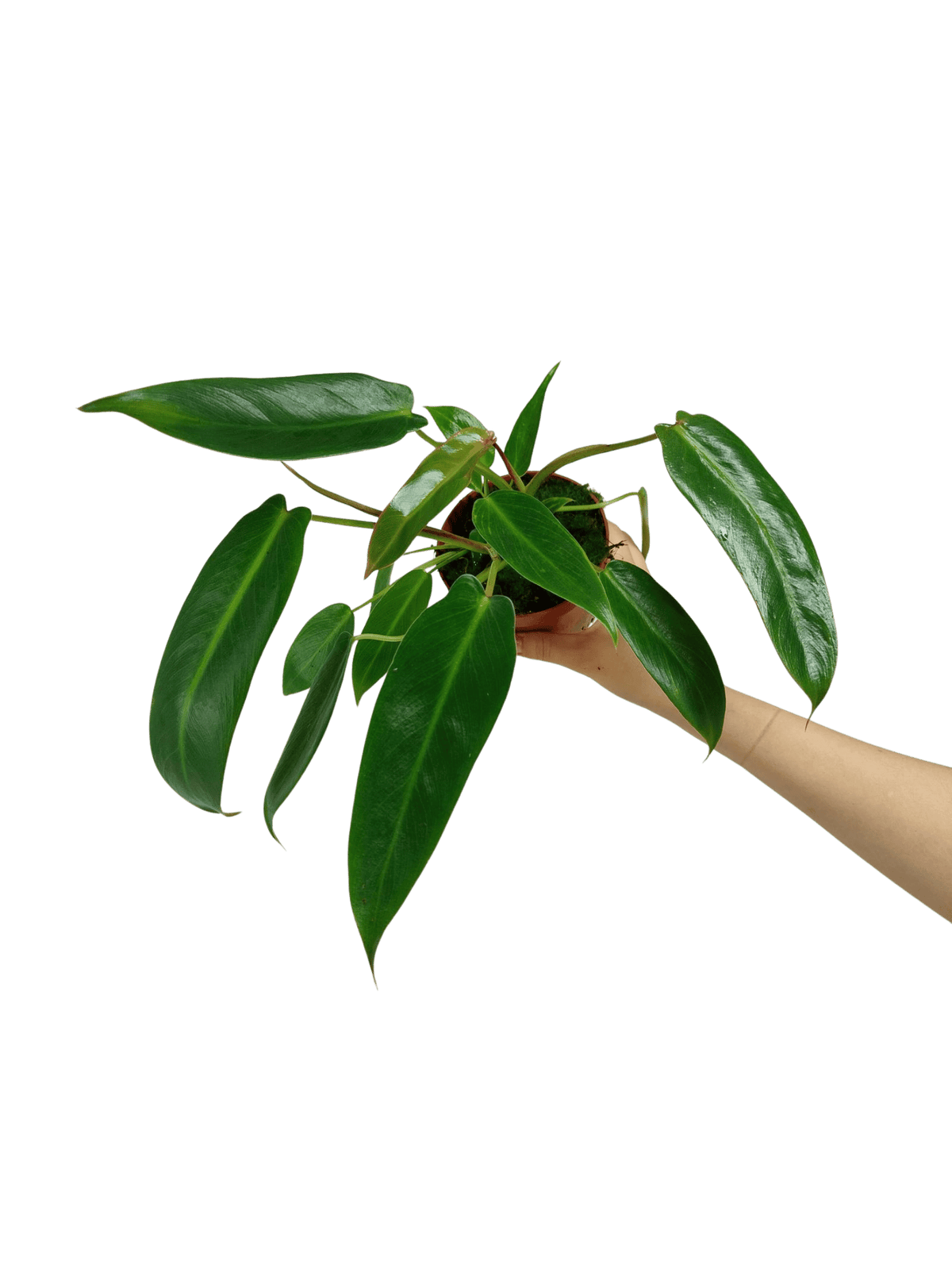 Philodendron Spiritus Sancti