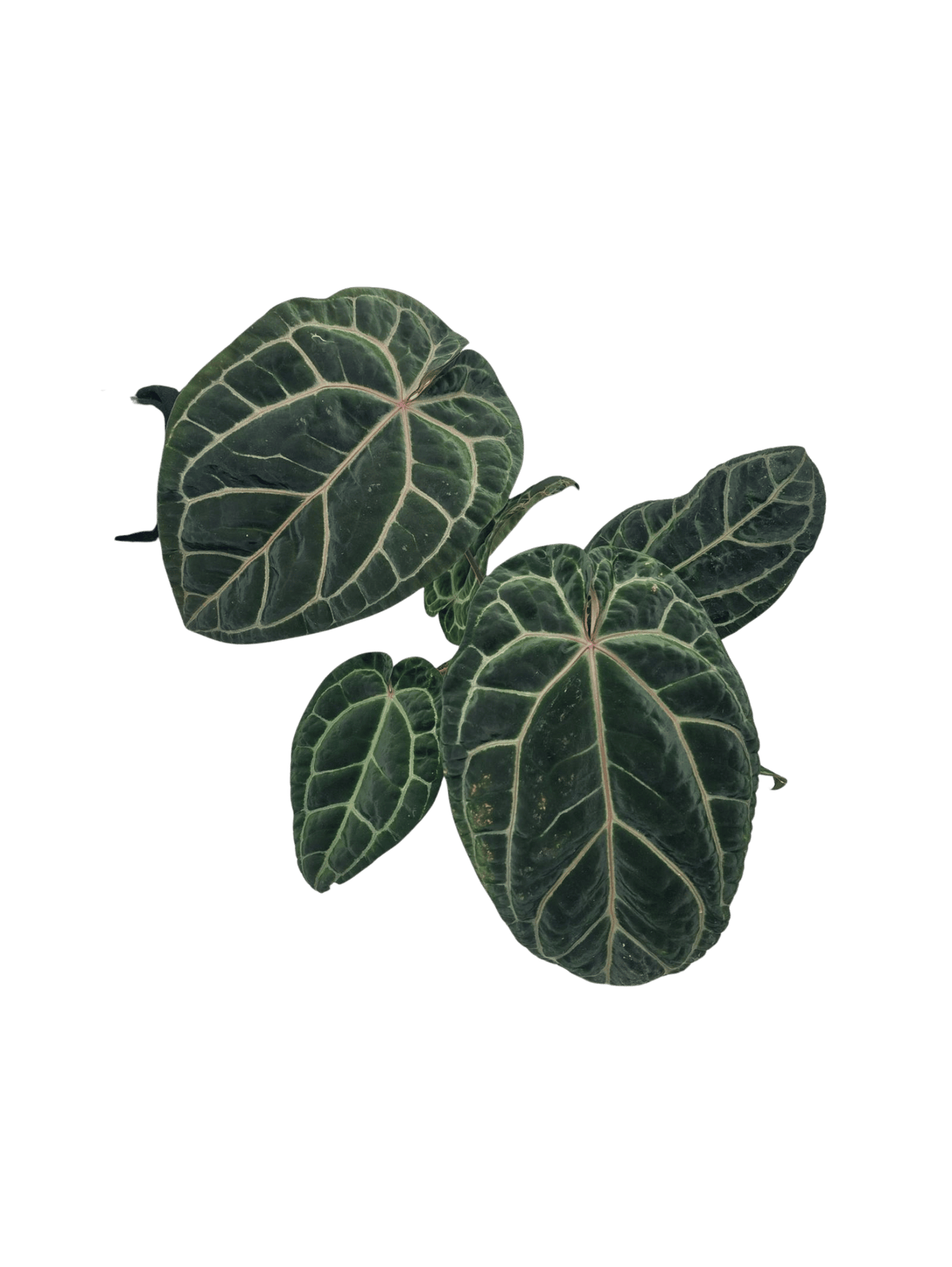 Anthurium Red Crystallinum NSE x Tezula