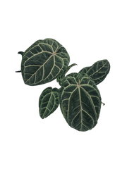 Anthurium Red Crystallinum NSE x Tezula