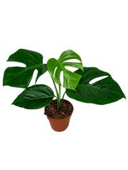 Monstera Sierrana Mexican Form