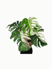 Monstera Variegata Adult