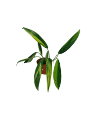 Epipremnum Amplissimum Aurea