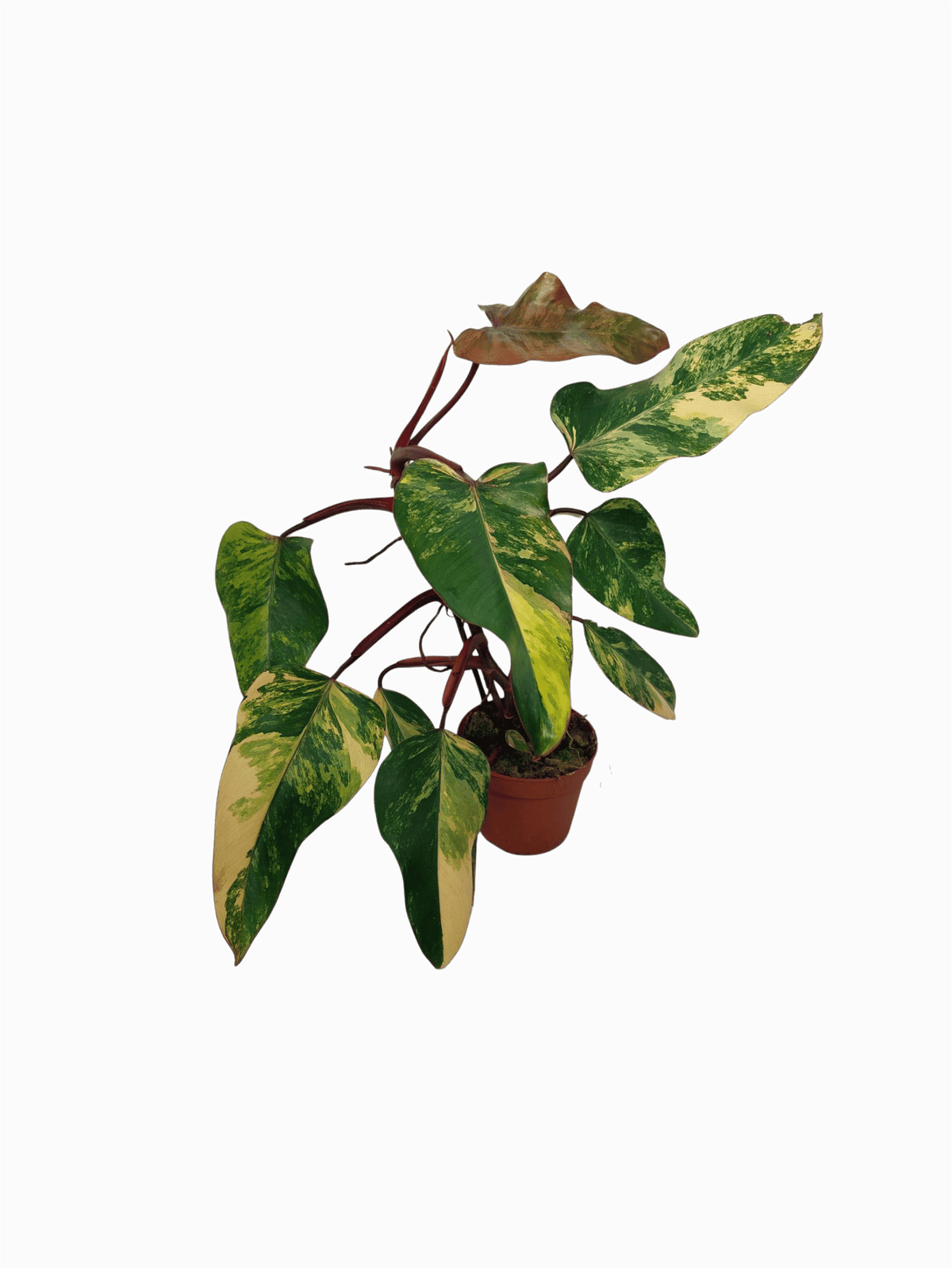 Philodendron Strawberry Shake Variegata