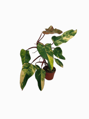 Philodendron Strawberry Shake Variegata