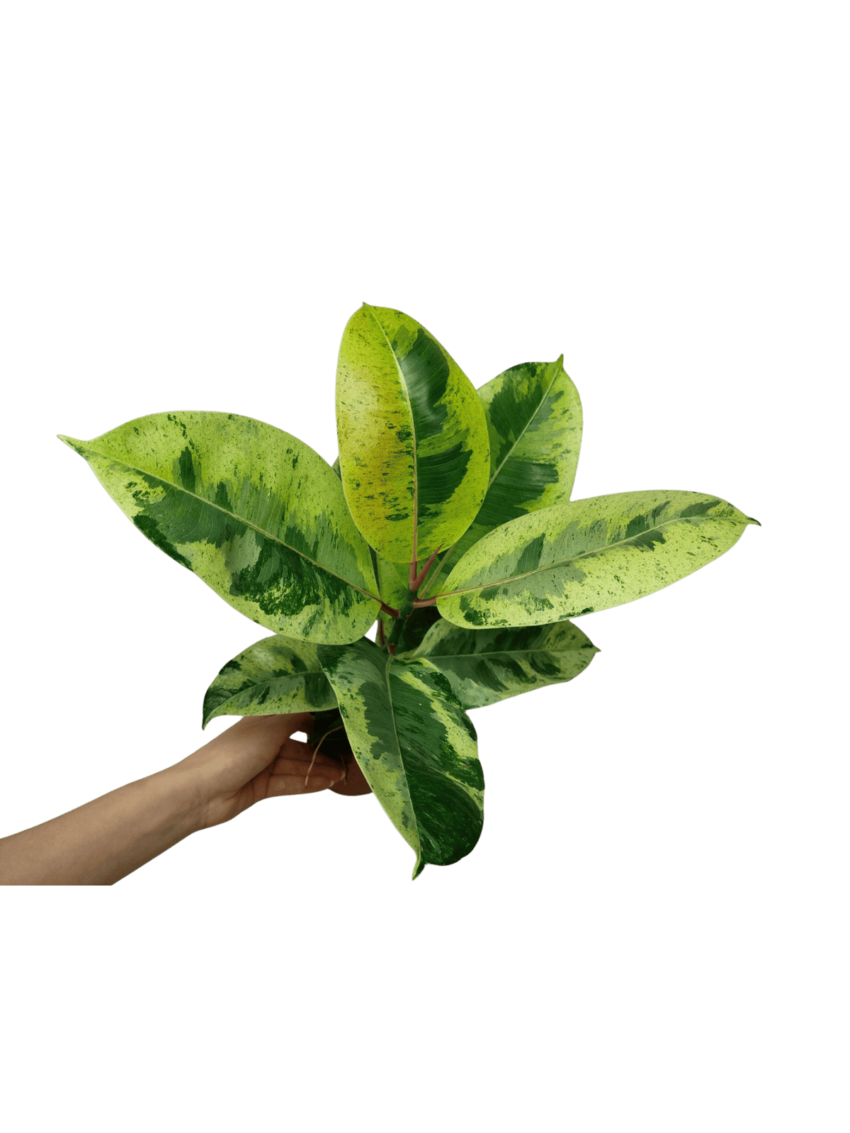 Ficus Shiveriana Moonshine