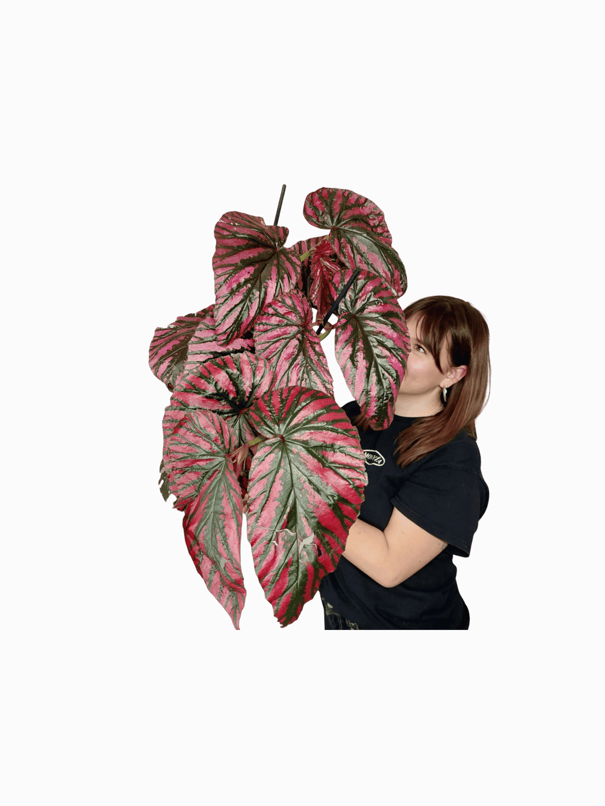 Begonia Breverimosa XXL