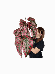 Begonia Breverimosa XXL